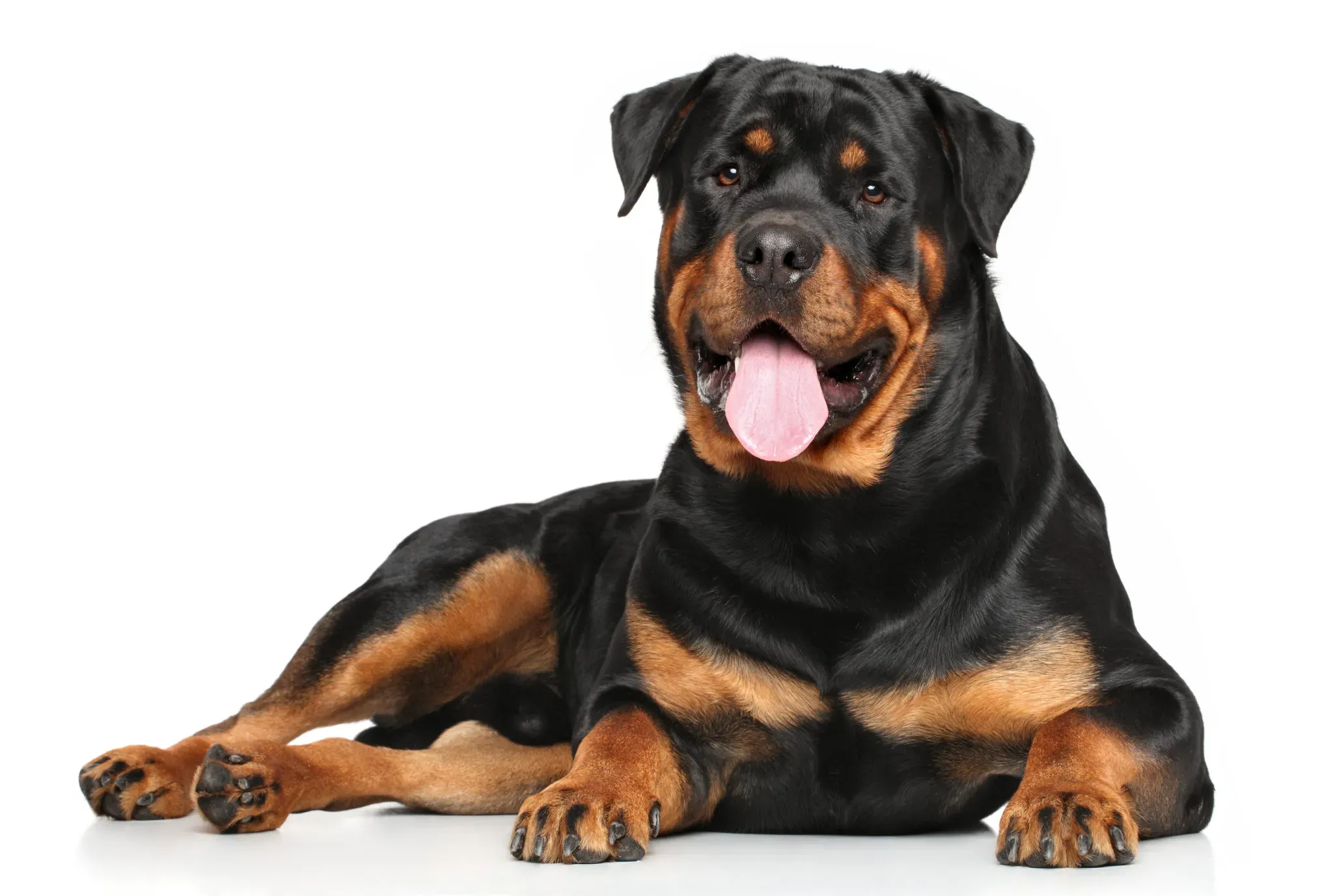 ROTTWEILER - Imagen 1