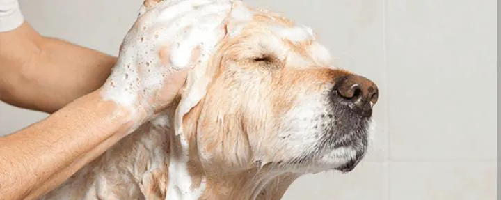 🛁 Baño Spa con Peluquería ✂️